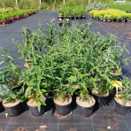 Budleja Dávidova (Buddleja Davidii) ´PINK DELIGHT´ - výška 30-50 cm, kont. C3L
